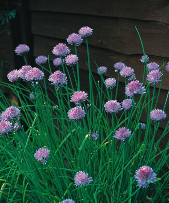 Picture of Organic Chives